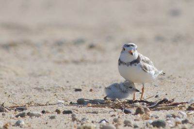 Mama piping plover protecting her chick