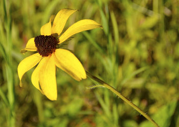 Close-up of yellow flowering plant