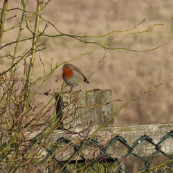 Robin perching on a fence