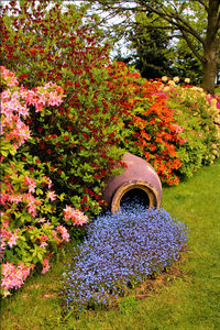 Flowers growing on plant