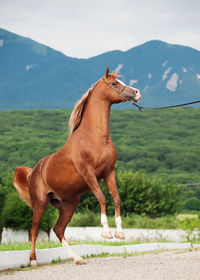 Side view of horse jumping on land against mountain