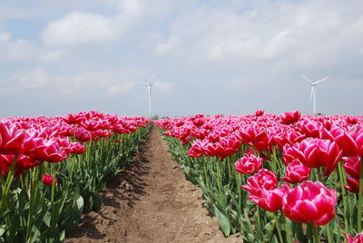 View of flowering plants on field against sky