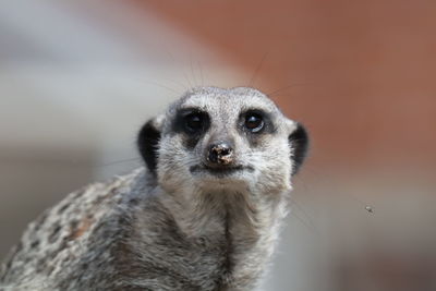 Close-up portrait of meerkat 