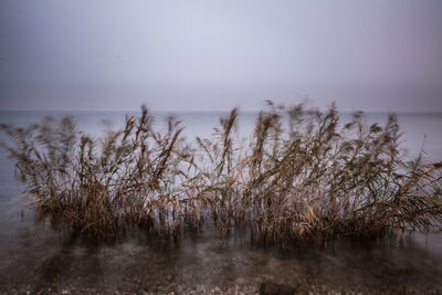 Trees by sea against sky