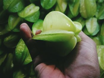 Close-up of hand holding leaves