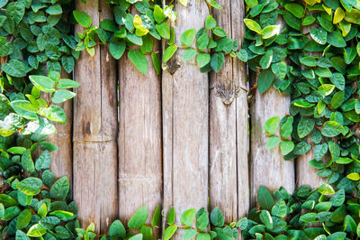 Full frame shot of ivy growing on wood