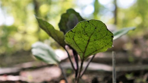 Close-up of green leaf