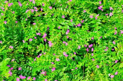 Full frame shot of flowering plants