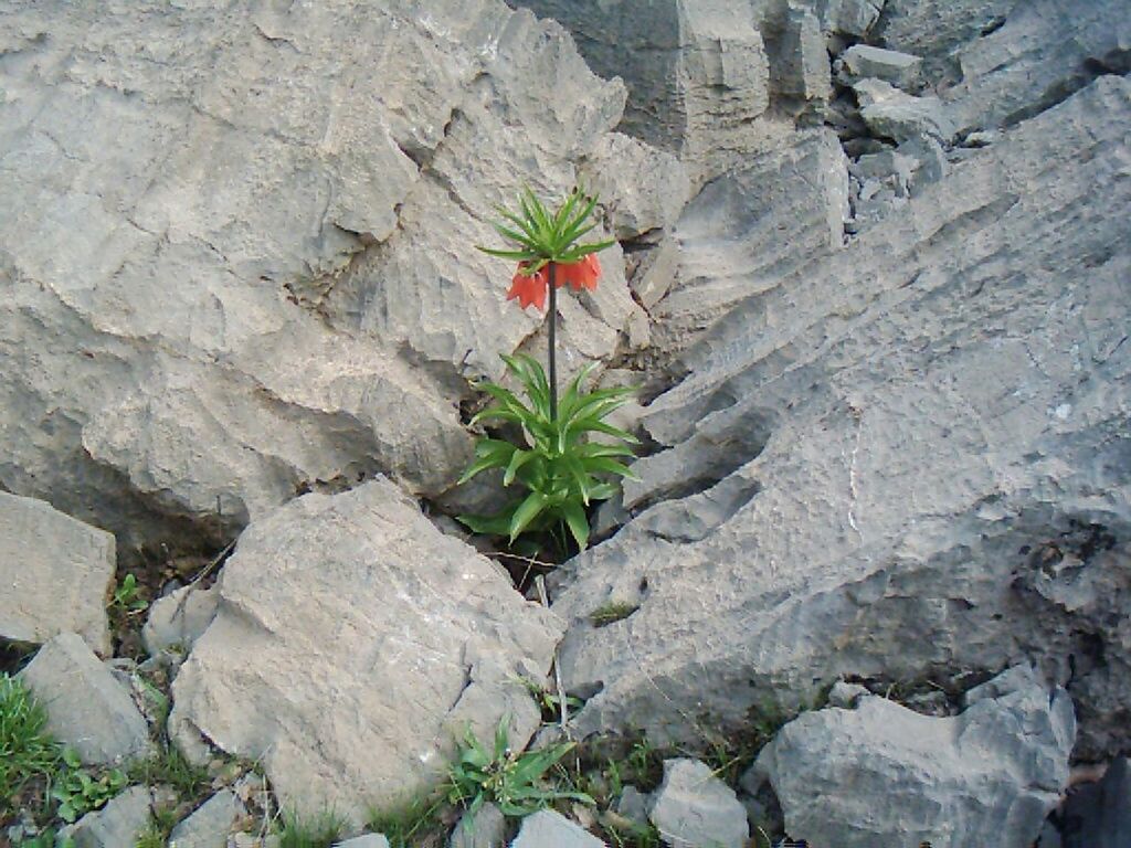 growth, flower, plant, nature, leaf, fragility, freshness, close-up, green color, beauty in nature, high angle view, stem, rock - object, growing, rock, botany, day, outdoors, no people, textured