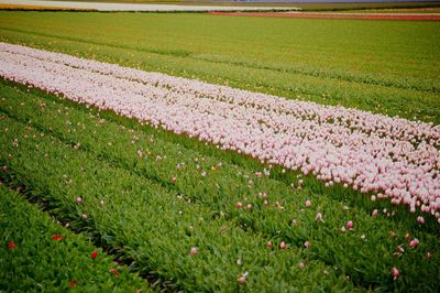 Scenic view of grassy field