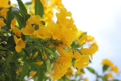 Close-up of yellow flowering plant