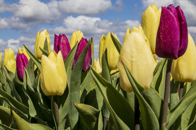 Close-up of yellow tulips