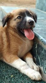 Close-up portrait of dog lying down