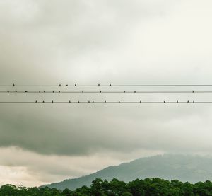 Flock of birds flying in sky