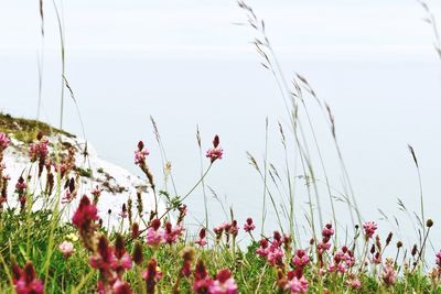 Flowering plants on field against sky