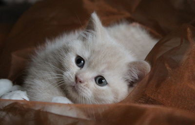 Close-up portrait of cat