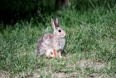 Rabbit on grass in forest