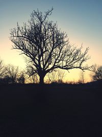 Silhouette of trees at sunset