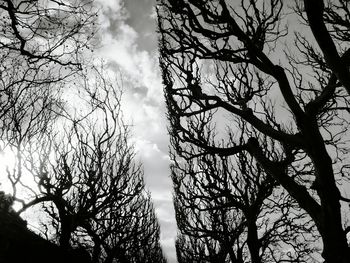 Low angle view of bare tree against sky