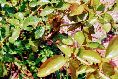 Full frame shot of fresh green leaves