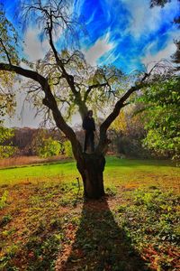 Tree on field against sky