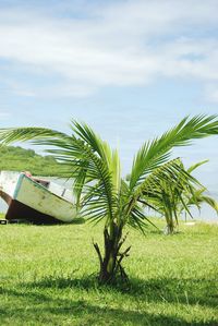 Palm trees on grassy field against cloudy sky