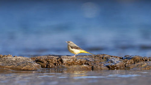 Bird perching on rock by sea