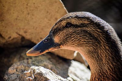 Close-up of a rouen duck