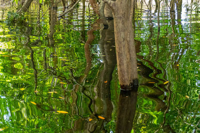 View of trees in the forest