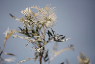 Low angle view of white flowering plant against clear sky
