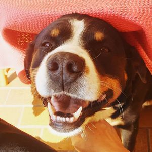 Close-up portrait of a dog