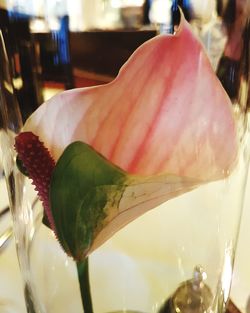 Close-up of ice cream in drinking glass