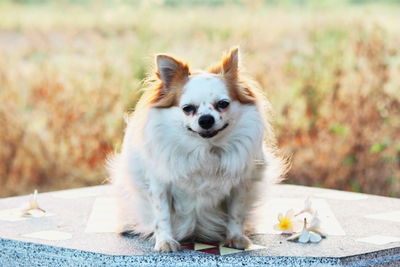 Dog looking away while sitting outdoors