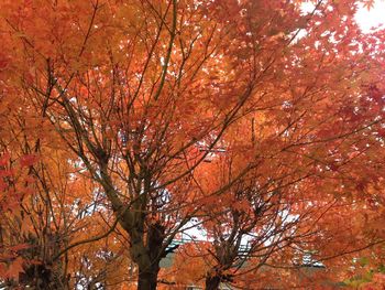 Low angle view of trees