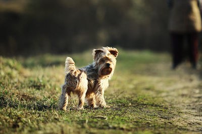 Dog running on field