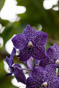 Purple spotted aranda orchid flower vandaceous hybrid blooms in a garden.