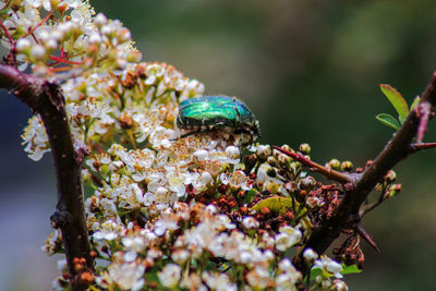 Close-up of insect on flower