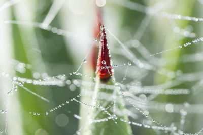 Close-up of water drops on spider web