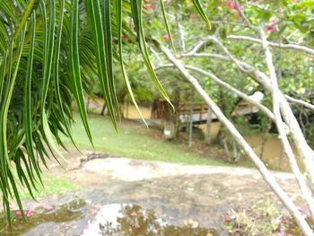 Close-up of plants against trees