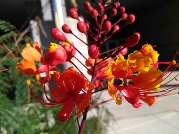 Close-up of red flowers