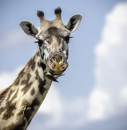 Low angle portrait of giraffe against sky