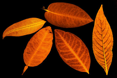 Close-up of autumn leaves against black background