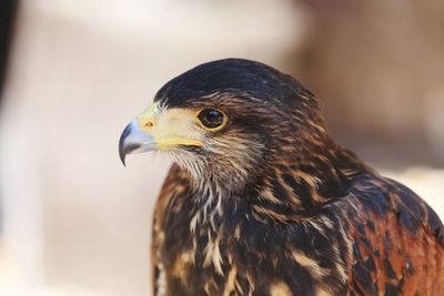 Close-up of eagle