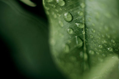 Close-up of raindrops on leaf