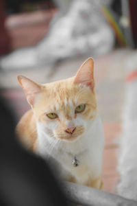 Close-up portrait of a cat