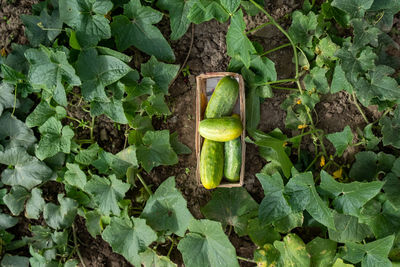 Green plant growing in farm