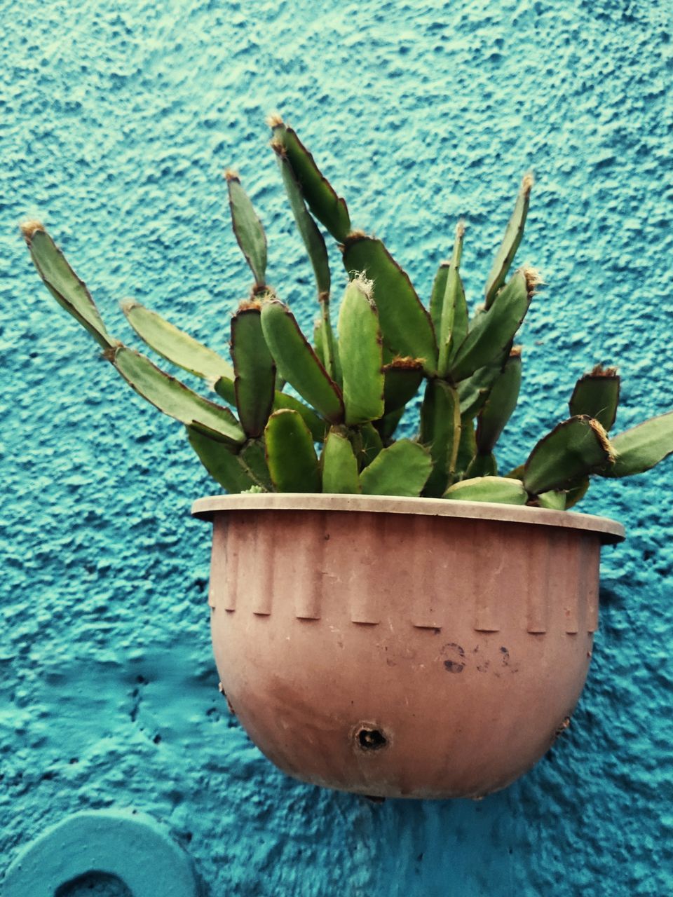 nature, no people, water, plant, green, flower, potted plant, succulent plant, houseplant, growth, day, cactus, beauty in nature, wall - building feature, leaf, outdoors, plant part, flowerpot, wood, blue, close-up, freshness