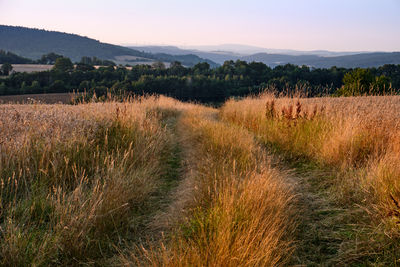 Scenic view of field against sky during sunset