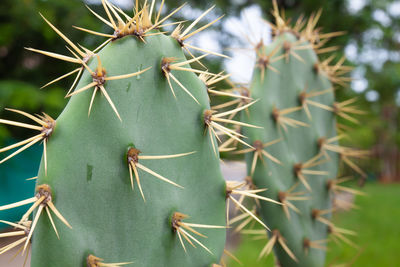 Close-up of prickly pear cactus