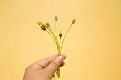 Cropped hand of woman holding flower against yellow background